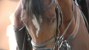 С наступающим 2026м!