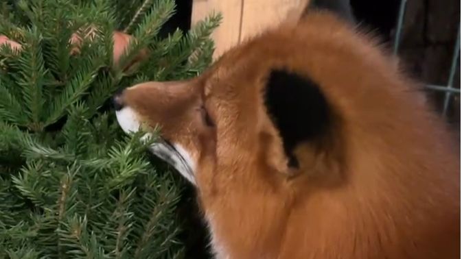 Лиса-Алиса. Елка с сюрпризом для Игниса смотреть онлайн