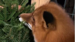 Лиса-Алиса. Елка с сюрпризом для Игниса