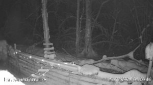 LIVE: С НОВЫМ 2026 ГОДОМ! На лесной опушке. Природа онлайн