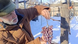 зорро на хранении