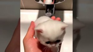 не мыло а котик