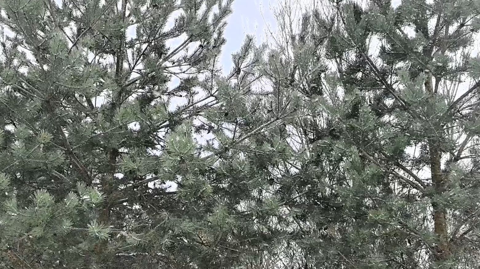 Метет, заметает, пришла настоящая русская зима #зима #снег #заметает #снегопад #новыйгод #сосны смотреть онлайн