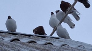 1000107559.mp4голуби на даче.