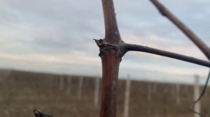 Срез через узел: Хирургия виноградной лозы.