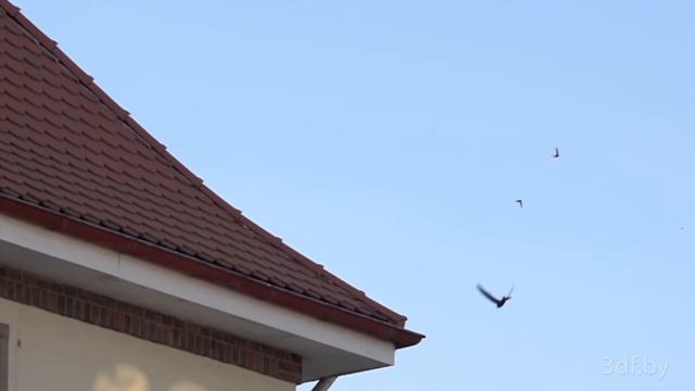 Лети мой стриж смотреть онлайн