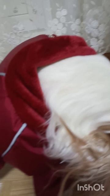 Белла и пуша. Новый год.🎄 смотреть онлайн