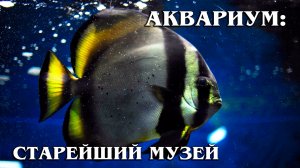 Севастопольский "Аквариум" | Обзор Музея и Интересные факты про морских обитателей