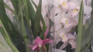 VLOG  засолила икру, попали в магазин, а там орхидеи. Приготовили торт. Тяжёлый НГ💔😞