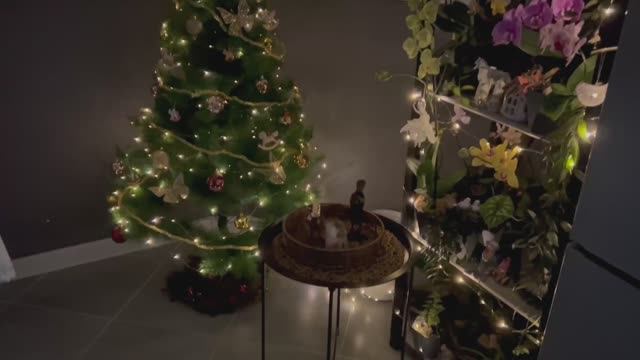 Новогоднее украшение стеллажа с ОРХИДЕЯМИ/ КАСКАДЫ цветущих ОрХиДеЙ смотреть онлайн