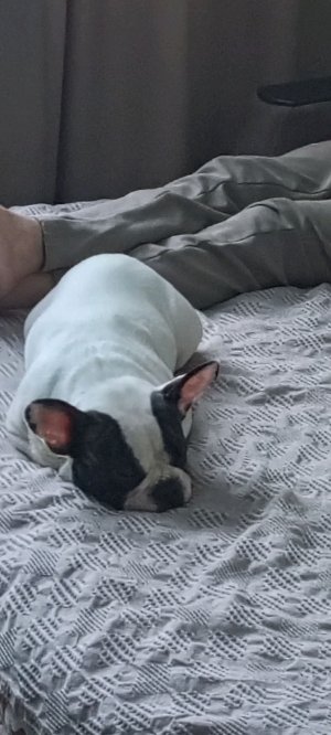 готовимся к Новому году