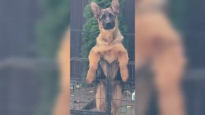 Смешные собаки, котики и другие (ч.13)