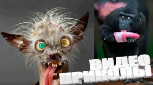 ВИДЕОПРИКОЛЫ \ КРУТЫЕ ПРИКОЛЫ 2025 \ НОВЫЕ ПРИКОЛЫ \ СМЕШНЫЕ ПРИКОЛЫ 2025 ЮМОР