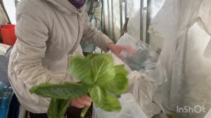 Всех с наступающим Новым годом | собираю последний урожай капусты