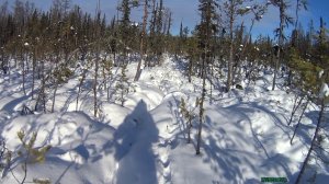 Тайга в Сибири, болото/Зима, Красноярский край /Aleksei924