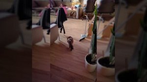 Красавчик кот