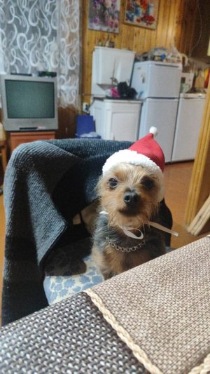 стрим 31 декабря