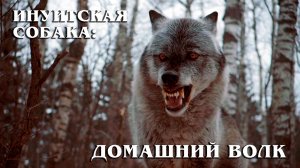 Северные Инуитские Собаки: Лютоволки | Интересные факты про породы собак