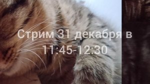 СТРИМ ТРАНСЛЯЦИЯ