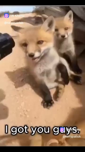 A story about animals 🦊 смотреть онлайн