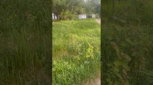 Просто видео