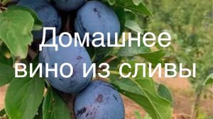 Домашнее вино из сливы, сливовое вино