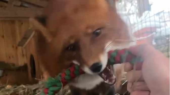 Лиса-Алиса. Игнис рад, потому что у него скоро появится елка смотреть онлайн