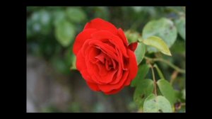 Ты такая же чудесная, как эти прекрасные розы ❤️❤️