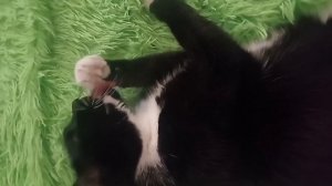 К встрече Нового года - готов!