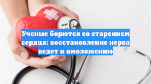 Ученые борются со старением сердца: восстановление нерва ведет к омоложению