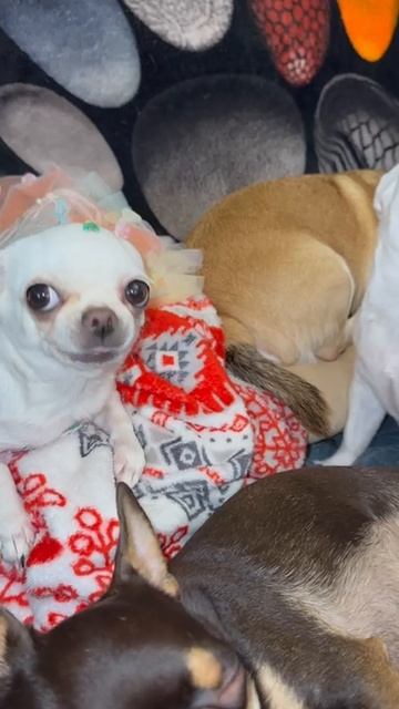 Играть хочет.