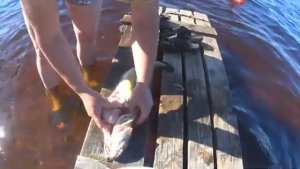 Дед давно показал где ставить сетку и был прав Рыбалка крупными сетями!