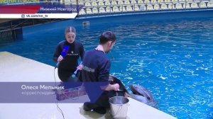 Как братья наши меньшие готовятся встретить Новый год?