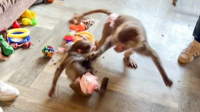 Люська ВОСПИТЫВАЕТ И УЧИТ законам стаи разбалованную Анфису! смотреть онлайн