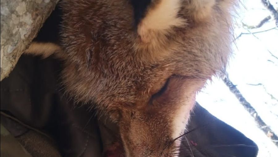 Охота на хищника. шакал,лиса. смотреть онлайн