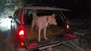 Спустя двенадцать часов