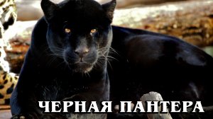 Черная Пантера: Мифы и Реальность про черных пантер | Интересные факты про больших кошек