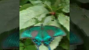 когда было лето, мы нашли махаона