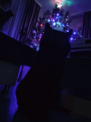 пробуждённый Новый год🎄