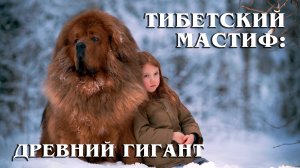 Тибетский Мастиф: Загадочная и Древняя Порода Собак | Интересные факты про мастифа