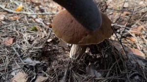 Грибной сезон 2025!!! И снова Боровик бронзовый!!! Грибы под Новый год!!!