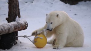 Белке и Стрелке не страшен мороз и они продолжают играть 30.12.2025