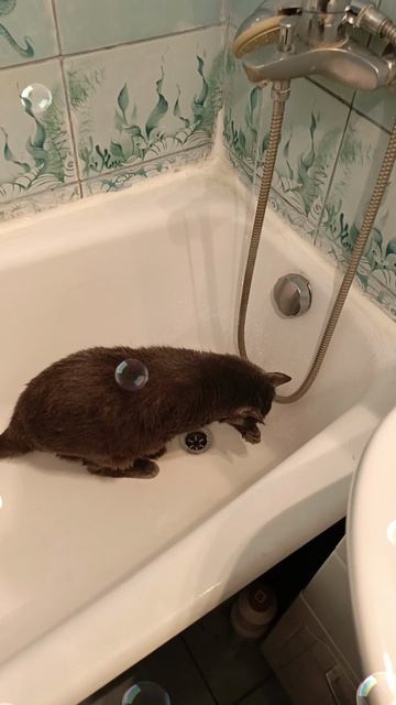 Чистый кот.😻 смотреть онлайн