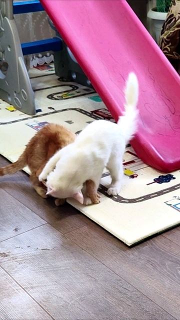 Белый котенок победил. #котята смотреть онлайн