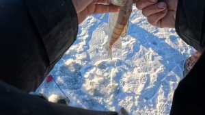 Трофей под новый год!