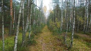 По старой просеке пройду.