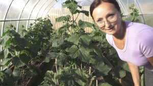 Ускоренная съемка роста огурцов днем и ночью в теплице в течение 3 дней...