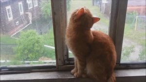 Кот и ливень