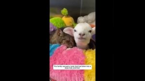 Видео от МЯУтаверс – как метавселенная, но с котами