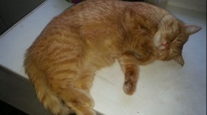 После ночной прогулки